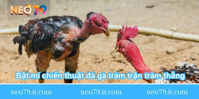 bat-mi-chien-thuat-da-ga-tram-tran-tram-thang