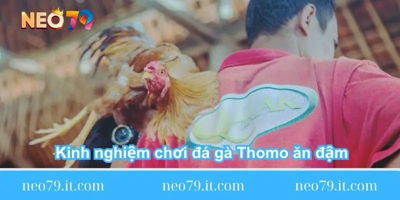 kinh-nghiem-choi-da-ga-thomo-an-dam