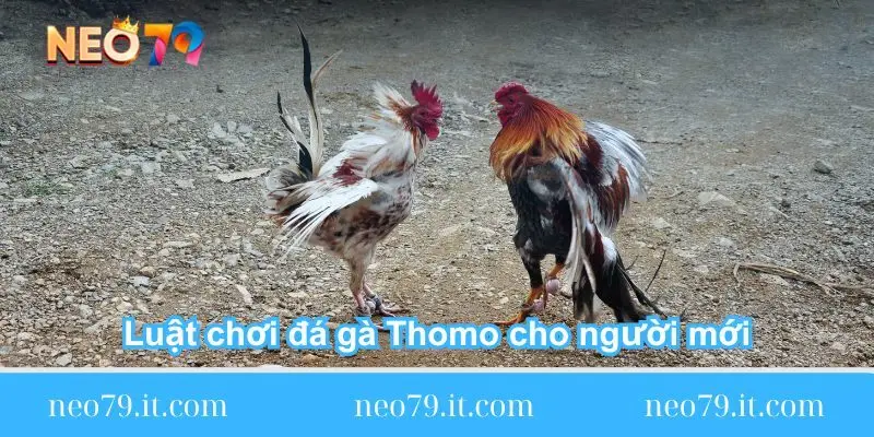 luat-choi-da-ga-thomo-cho-nguoi-moi